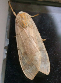Banded Tussock